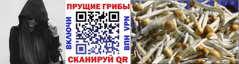 Галлюциногенные грибы Psilocybine cubensis  Рудня 